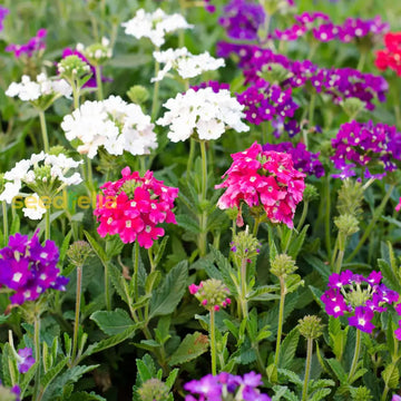Verbena blume samen for anpflanzung
