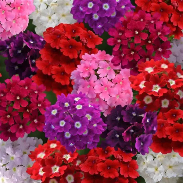 Mixed color verbena blumen in garten borders
