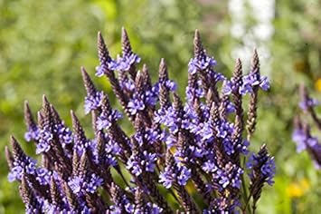 Blau vervain wachsend in wildflower garten