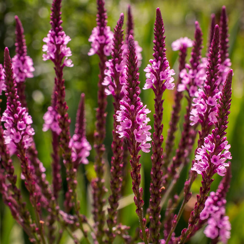 Verbena hastata Rosea Anbau in sunny Garten bed