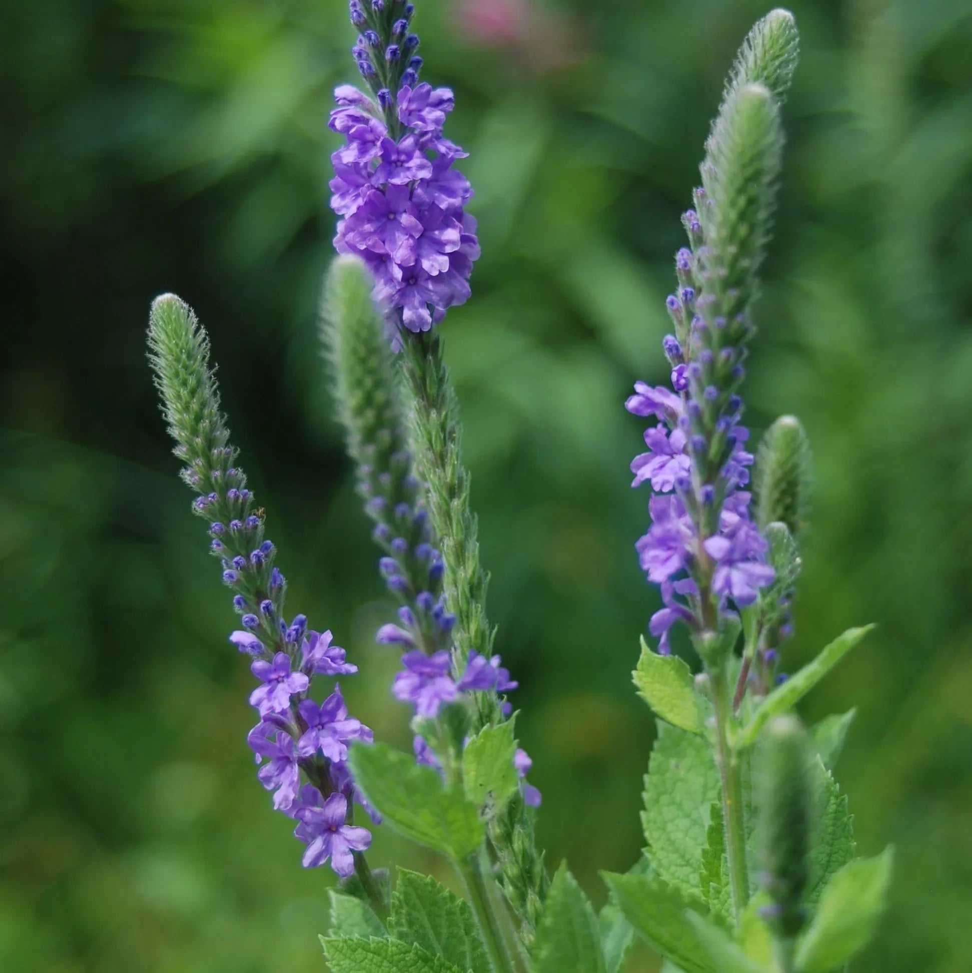 Verbena hybrida blau blume blooms in garten
