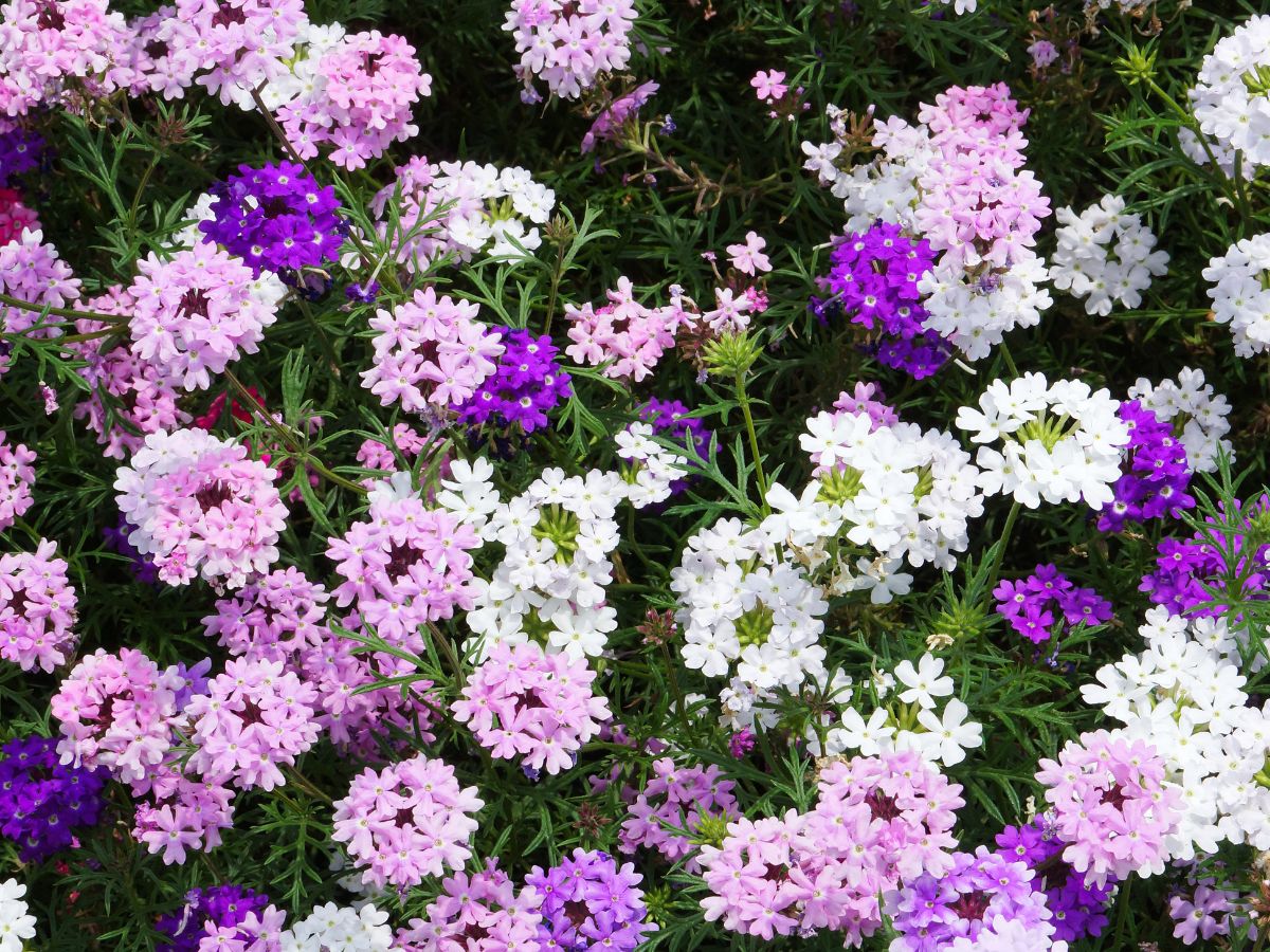 Eisenkraut zwergwüchsig Mischung Blumensamen zur Aussaat leuchtende einjährige Blüten