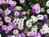 Eisenkraut zwergwüchsig Mischung Blumensamen zur Aussaat leuchtende einjährige Blüten
