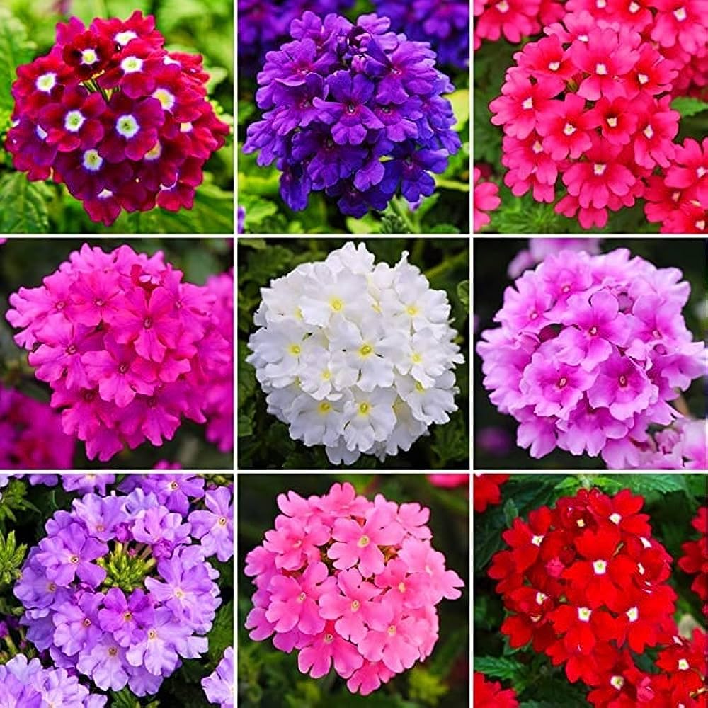 Verbena samen for borders and landscape design
