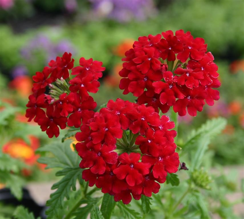 Rot verbena blumen grown in töpfen