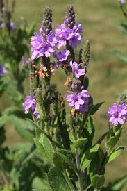 Verbena stricta Anbau in full sun Garten bed
