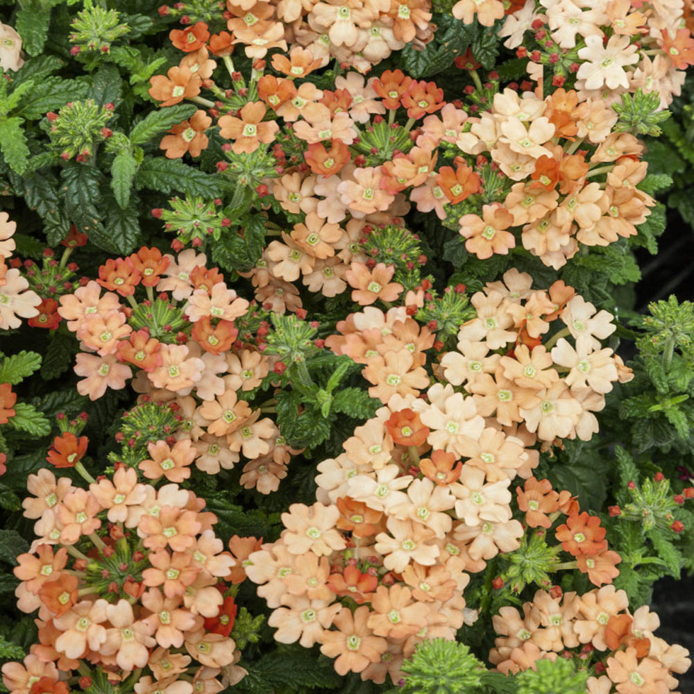 Pfirsichfarben Eisenkraut Didyma Blumensamen zur Aussaat – sonnenliebend – Traditionssorte & ohne Gentechnik Samen Hausgarten