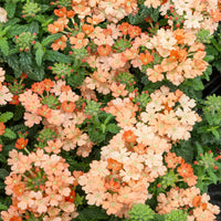 Pfirsichfarben Eisenkraut Didyma Blumensamen zur Aussaat – sonnenliebend – Traditionssorte & ohne Gentechnik Samen Hausgarten