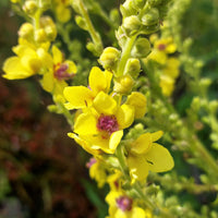 Gelb Verbascum Blumensamen zur Aussaat