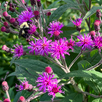 Vernonia Gigantea Blumensamen zur Aussaat kompakt Wuchs Traditionssorte & ohne Gentechnik Samen Hausgarten