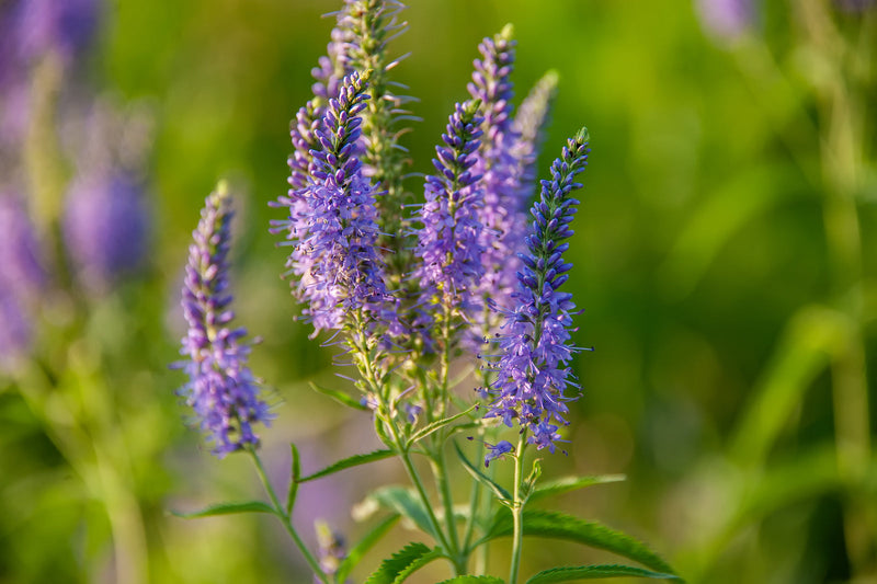 Veronica blume samen for anpflanzung