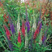 Mixed Color Spike Speedwell Blumen Blooming in Garten