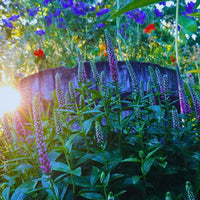 Veronica seedlings wachsend from samen