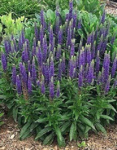 Veronica Spicata Spike Speedwell gentechnikfrei Samen for Aussaat