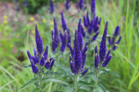 Veronica Blumensamen zur Aussaat Bestäuber freundlich Traditionssorte & ohne Gentechnik Samen Hausgarten