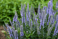 Blau and lila veronica speedwell blume spikes