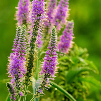 Lila Veronica Spicata Blumensamen zur Aussaat Landhaus Garten wichtig Traditionssorte & ohne Gentechnik Samen Hausgarten