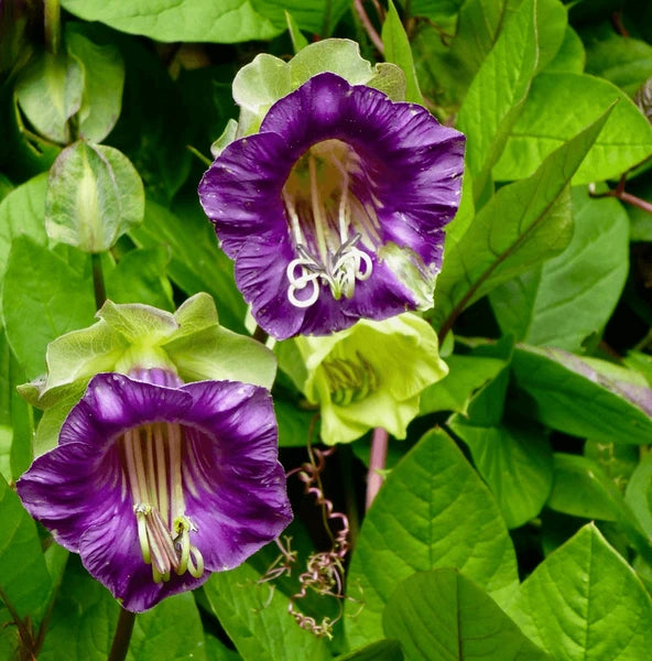 Cup & Saucer Blumensamen zur Aussaat Wildblume Mischung Traditionssorte & ohne Gentechnik Samen Hausgarten