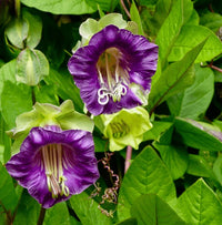 Cup & Saucer Blumensamen zur Aussaat Wildblume Mischung Traditionssorte & ohne Gentechnik Samen Hausgarten