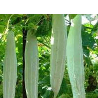Snake gourd pflanzen in vertical garten trellis setup