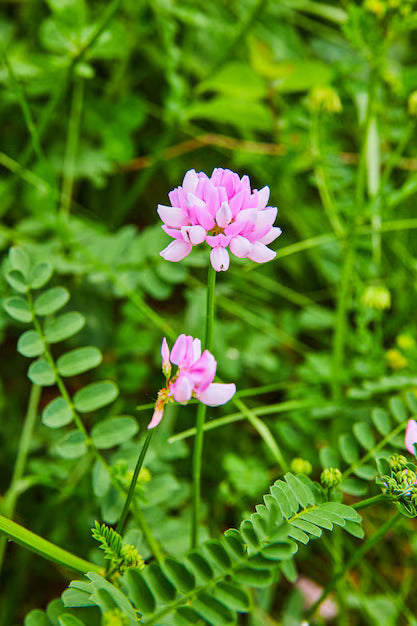 Rosa Crownvetch Blumensamen zur Aussaat – Landhaus Garten wichtig – Traditionssorte & ohne Gentechnik Samen Hausgarten