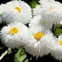 Weiß Bellis Perennis Blumensamen zur Aussaat – Anzucht – Traditionssorte & ohne Gentechnik Samen Hausgarten