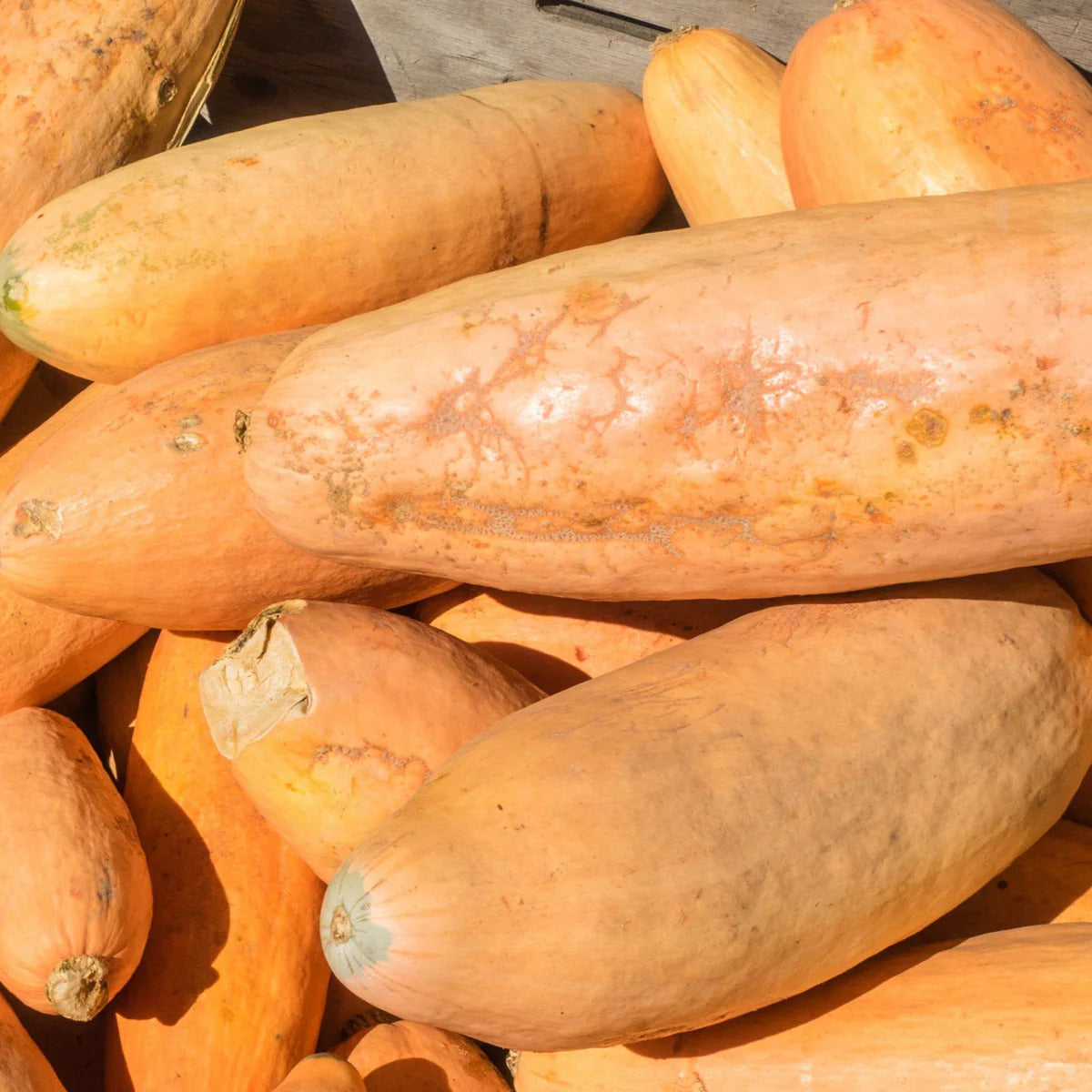 Riesige pink banana squash gezogen aus vh562 squash samen