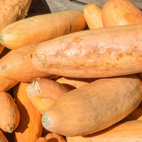 Riesige pink banana squash gezogen aus vh562 squash samen