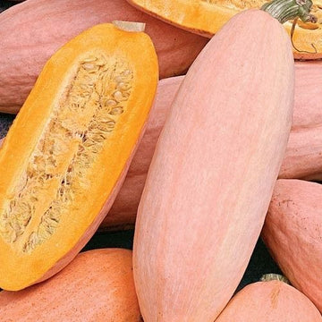 Vh562 riesige pink banana squash samen für wachsend riesige traditionelle squash