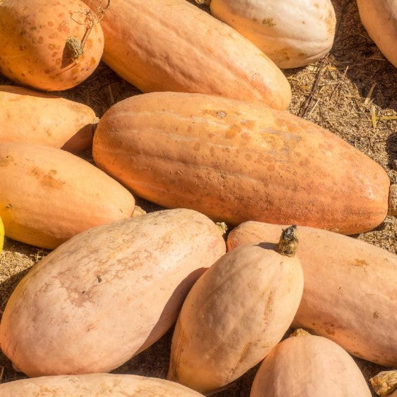 Squash pflanze growth aus vh562 riesige pink banana squash samen