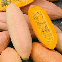 Große elongated squash produced aus vh562 riesige pink banana squash samen