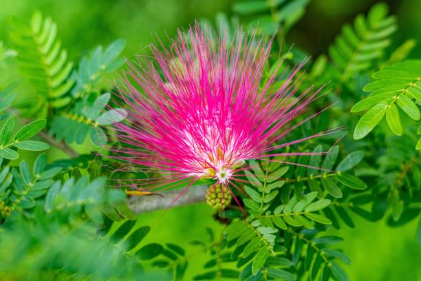 Vibrant acacia blume pflanzen in full bloom