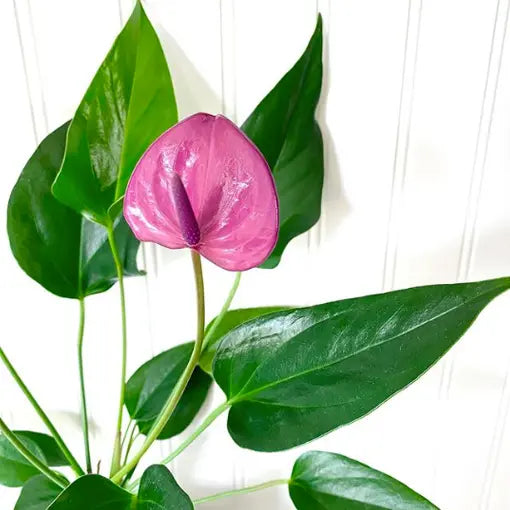 Vibrant anthurium violet pflanzen in full bloom