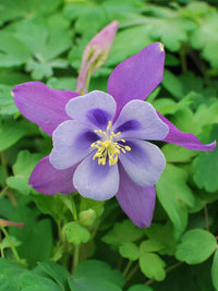 Vibrant light blau & rosa aquilegia pflanzen in full bloom