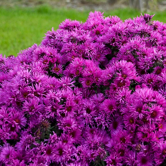 Vibrant asters wachsend in a blume garten