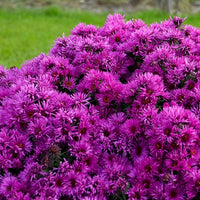 Vibrant asters wachsend in a blume garten