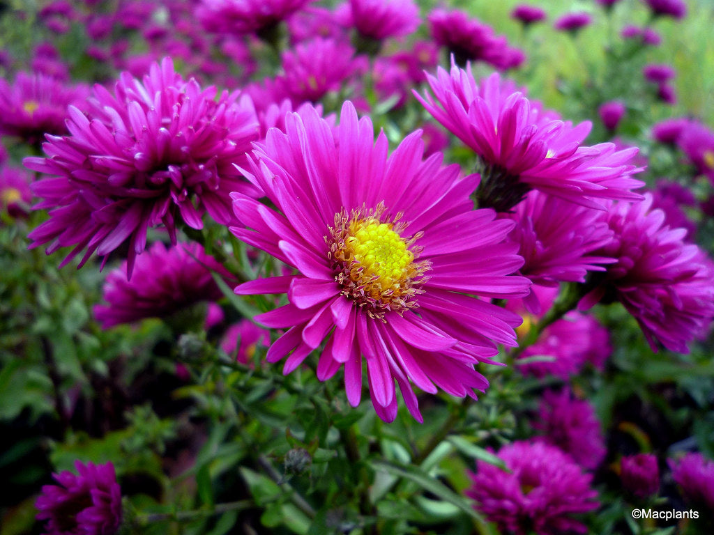 Vibrant aster novi-belgii blooms in garten