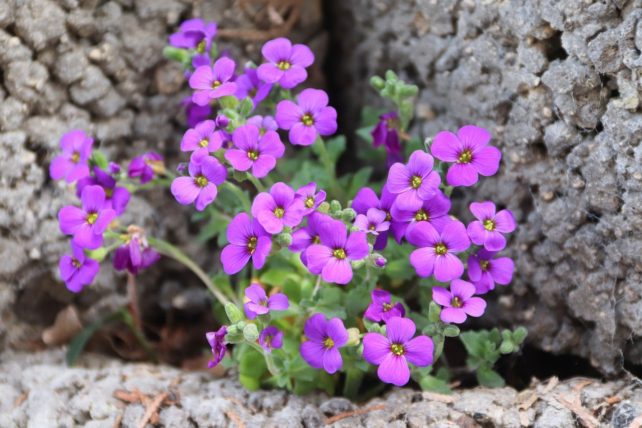 Vibrant aubrieta ground cover with lila & rosa blumen