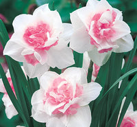 Vibrant baby rosa & weiß daffodil pflanzen in full bloom
