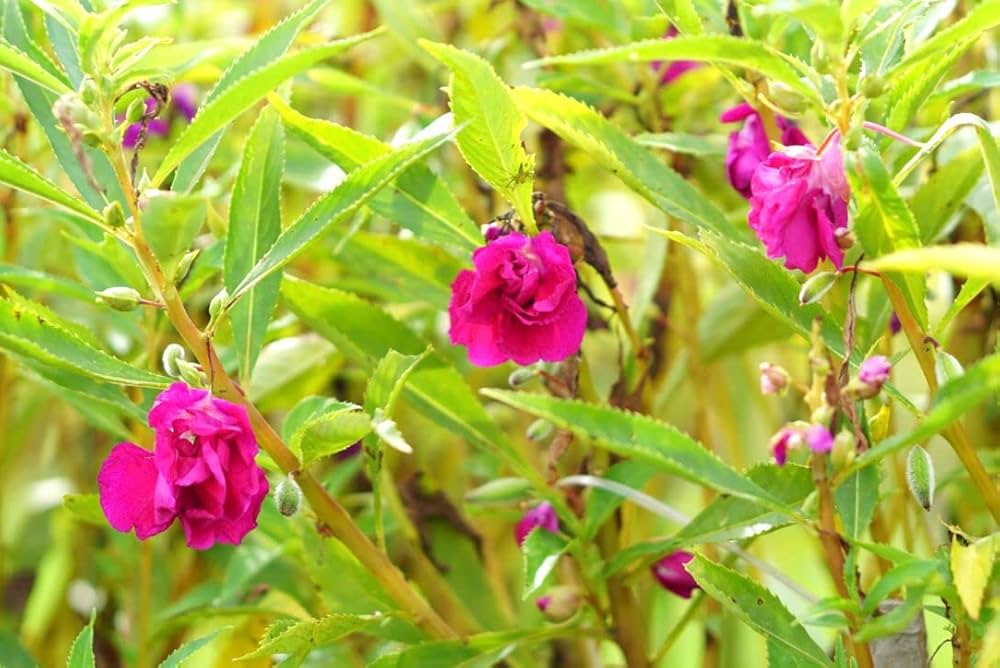 Vibrant violet balsam blumen in bloom