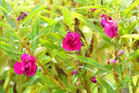 Vibrant violet balsam blumen in bloom
