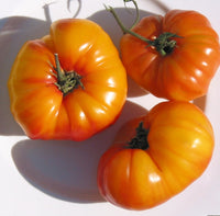 Große, juicy orange tomatoes harvested aus samen