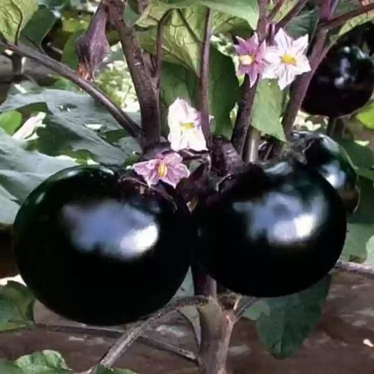 Vibrant schwarze tomato pflanzen thriving in garten beds