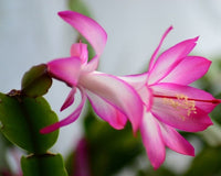 Vibrant bloom zygocactus samen