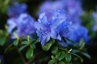 Vibrant blau lila azalea blooms in full color