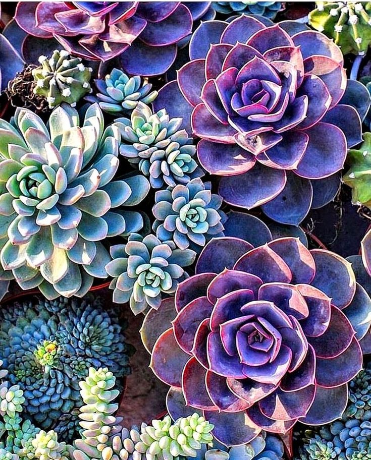 Vibrant blau & lila succulent pflanzen in full bloom