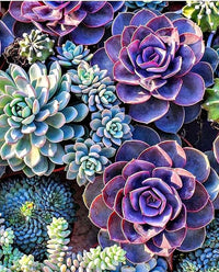 Vibrant blau & lila succulent pflanzen in full bloom