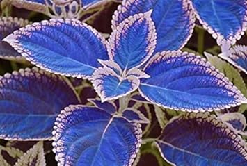 Vibrant blau and weiß coleus pflanzen in garten