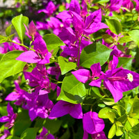 Colorful bougainvillea blooms from quality samen
