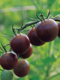 Vibrant brown tomato pflanzen in garten beds